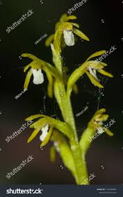 Attēlu rezultāti vaicājumam “Corallorhiza trifida”