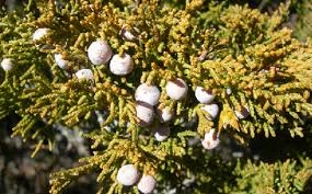 Attēlu rezultāti vaicājumam “Juniperus sabina”