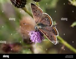 Attēlu rezultāti vaicājumam “Lycaena alciphron male”