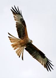 Image result for Shropshire Soaring Group