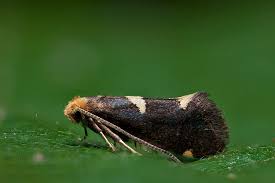 Attēlu rezultāti vaicājumam “Incurvaria oehlmanniella”