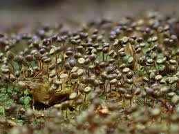 Attēlu rezultāti vaicājumam “Cribraria vulgaris macro”