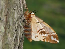 Attēlu rezultāti vaicājumam “Endromis versicolora”