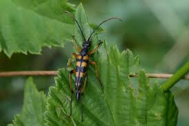 Attēlu rezultāti vaicājumam “Strangalia attenuata”