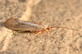 Attēlu rezultāti vaicājumam “Limnephilus larva”