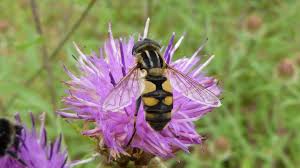 Attēlu rezultāti vaicājumam “Helophilus sp.”
