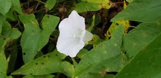 Attēlu rezultāti vaicājumam “Calystegia sepium leaf”