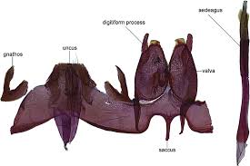 Attēlu rezultāti vaicājumam “Polypogon tentacularius male”