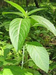 Attēlu rezultāti vaicājumam “Mercurialis perennis”