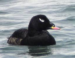 Attēlu rezultāti vaicājumam “Melanitta fusca male”