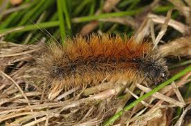 Attēlu rezultāti vaicājumam “Parasemia plantaginis”