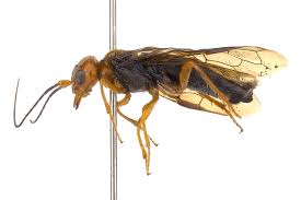 Attēlu rezultāti vaicājumam “Pamphiliidae”