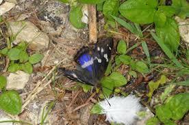 Attēlu rezultāti vaicājumam “Apatura iris male”