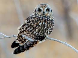 Attēlu rezultāti vaicājumam “Asio flammeus”