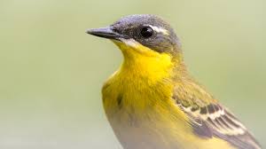 Attēlu rezultāti vaicājumam “Motacillidae”