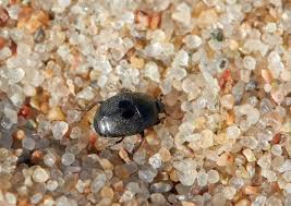 Attēlu rezultāti vaicājumam “Hypocaccus rugiceps”