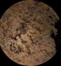 Attēlu rezultāti vaicājumam “Comatricha fragilis”