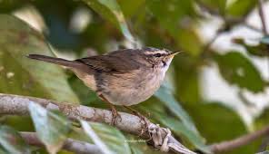 Attēlu rezultāti vaicājumam “Phylloscopus trochiloides adult”