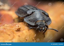 Attēlu rezultāti vaicājumam “Peltis grossa”