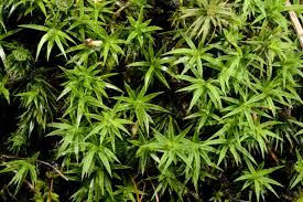 Attēlu rezultāti vaicājumam “Polytrichastrum formosum”