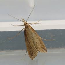 Attēlu rezultāti vaicājumam “Donacaula mucronella”