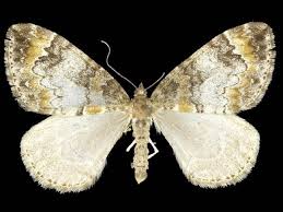 Attēlu rezultāti vaicājumam “Dysstroma truncata”