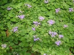 Image result for Ageratum houstonianum