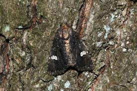 Attēlu rezultāti vaicājumam “Melanchra persicariae imago”