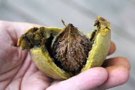 Attēlu rezultāti vaicājumam “Juglans cinerea fruit”