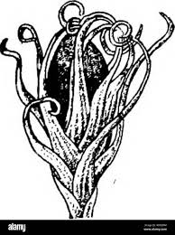 Attēlu rezultāti vaicājumam “Pleurocarpous mosses sporophyte”