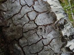 Attēlu rezultāti vaicājumam “Phellinus laevigatus”