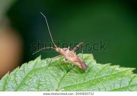 Attēlu rezultāti vaicājumam “Phytocoris varipes”