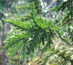 Attēlu rezultāti vaicājumam “Tanacetum vulgare leaf”