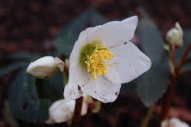 Attēlu rezultāti vaicājumam “Helleborus niger”