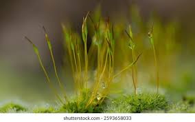 Attēlu rezultāti vaicājumam “Tortula truncata sporophyte”