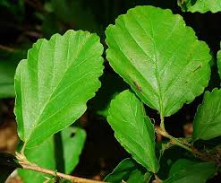 Attēlu rezultāti vaicājumam “Hamamelis vernalis”