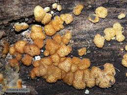 Attēlu rezultāti vaicājumam “Hypocrea gelatinosa”