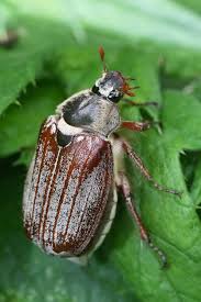 Attēlu rezultāti vaicājumam “Melolontha melolontha imago”