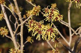 Attēlu rezultāti vaicājumam “Hamamelis mollis”