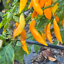 Afbeeldingsresultaat voor aji habanero hot pepper