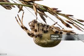 Attēlu rezultāti vaicājumam “Araneus quadratus female”