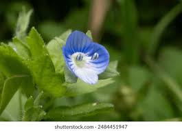 Attēlu rezultāti vaicājumam “Veronica persica flower”