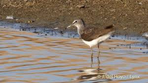 Attēlu rezultāti vaicājumam “Tringa ochropus”
