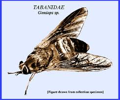 Attēlu rezultāti vaicājumam “Atylotus sp.”