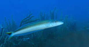 Image result for Malacanthus plumieri