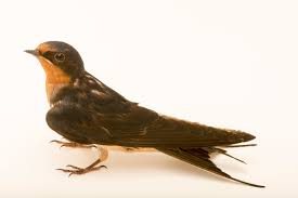 Attēlu rezultāti vaicājumam “Hirundo rustica”