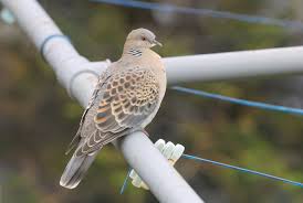 Image result for Streptopelia orientalis