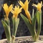 Attēlu rezultāti vaicājumam “Colchicum luteum”