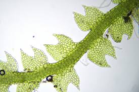 Attēlu rezultāti vaicājumam “Cephalozia loitlesbergeri”