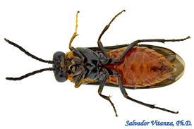 Attēlu rezultāti vaicājumam “Tenthredinidae”